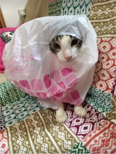 ねこちゃん　袋かぶり